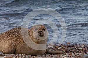 A common seal resting on the beach photo