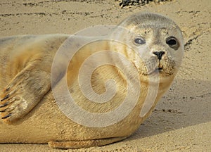 common or harbour (harbor) seal Phoca vitulina