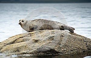 Common or Harbour Seal basking on rock