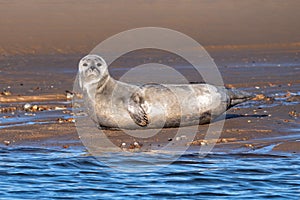 Common or Harbour Seal - Phoca vitulina looking. photo