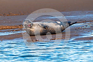 Common or Harbour Seal - Phoca vitulina, yawning.