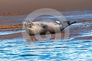 Common or Harbour Seal - Phoca vitulina, yawning. photo