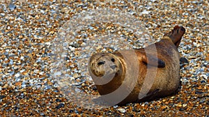 Common - Harbour Seal on shingle bank