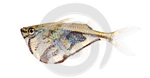 Common hatchetfish - Gasteropelecus sternicla