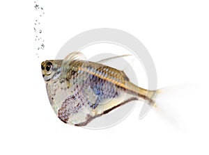 Common hatchetfish - Gasteropelecus sternicla