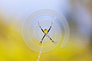 Hawaiian Garden Spider, Maui
