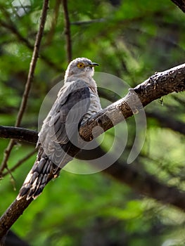 Common Hawk Cuckoo bird sitting on a branch in light shaded area.