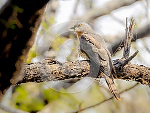 Common Hawk Cuckoo on a branch