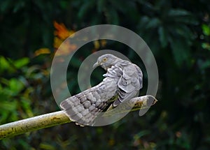 A common hawk cuckoo is cleanig her wings.