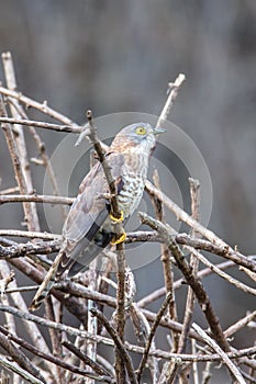 Common Hawk Cuckoo closeup