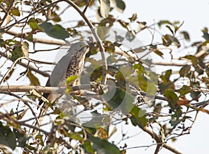 Common Hawk-Cuckoo, Hierococcyx varius