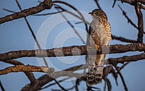 Common hawk-cuckoo or the Hierococcyx varius