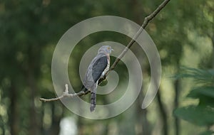 A common hawk-cuckoo (Hierococcyx varius)