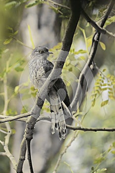 a common hawk cuckoo (hierococcyx varius) or brainfever bird perching on a branch in tropical rainforest