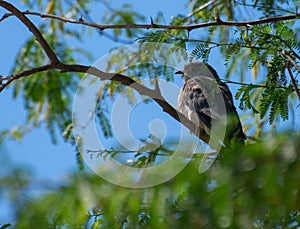 Common Hawk Cuckoo Hierococcyx varius Perching in shade of Tree in the Forest