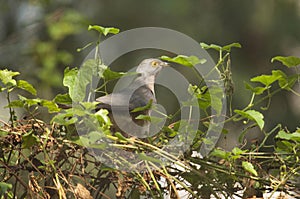 The common hawk-cuckoo, Hierococcyx varius, popularly known as the brainfever bird