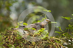 The common hawk-cuckoo, Hierococcyx varius, popularly known as the brainfever bird