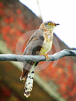 The common hawk-cuckoo Hierococcyx varius, popularly known as the brainfever bird, is a medium-sized cuckoo.