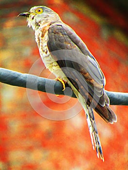 The common hawk-cuckoo Hierococcyx varius, popularly known as the brainfever bird, is a medium-sized cuckoo.