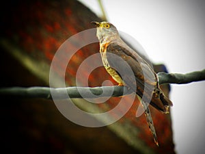 The common hawk-cuckoo Hierococcyx varius, popularly known as the brainfever bird, is a medium-sized cuckoo resident in the Indi