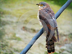 The common hawk-cuckoo Hierococcyx varius, popularly known as the brainfever bird, is a medium-sized cuckoo. photo