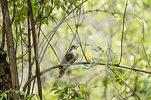 Common hawk-cuckoo, Hierococcyx varius, popularly known as the brainfever bird, Satara,