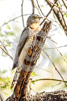 Common Hawk Cuckoo perched on a dry branch.