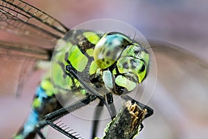 Common Hawker, Dragonfly, Hawker Dragonfly, Aeshna juncea