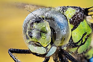 Common Hawker, Dragonfly, Hawker Dragonfly, Aeshna juncea