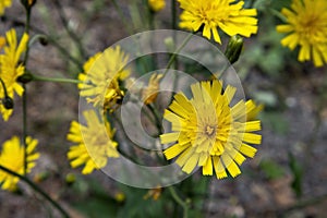 Common Hawkweeds, Hieracium sect. Vulgata