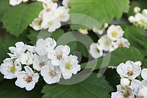 Common hawthorn branch, Crataegus monogyna, oneseed hawthorn, single-seeded hawthorn with tiny white flowers in the spring with a