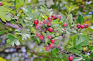 Common hawthorn (Crataegus monogyna)