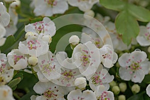 Common hawthorn Crataegus monogyna, white flowers