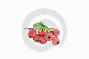 Common Hawthorn Crataegus oxyacantha,