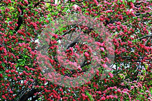 Common hawthorn flattened swaying in wind. Tree, bushes of hawthorn Crataegus laevigata with small pink, red flowers. Plant for