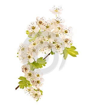 Common Hawthorn flowers