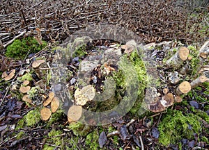 Common Hazel Copice Stool