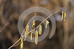 Common hazel Corylus avellana - branches at the time of mass flowering. Flowering hazel wild.