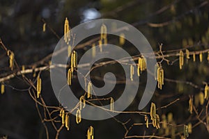 Common hazel Corylus avellana - branches at the time of mass flowering. Flowering hazel wild.