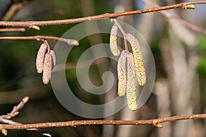 Common Hazel (corylus avellana) catkins