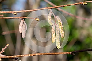 Common Hazel (corylus avellana) catkins