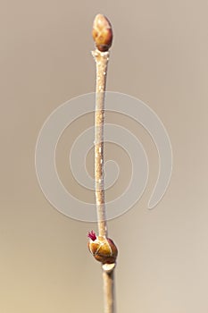 Common hazel Corylus avellana - female flowers close up. Flowering hazel wild.