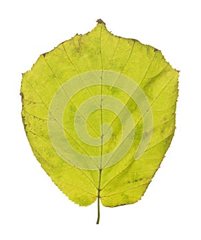 Common hazel, Corylus avellana leaf in autumn colors isolated on white background