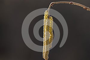 Common hazel Corylus avellana - male flowers close up. Flowering hazel wild.