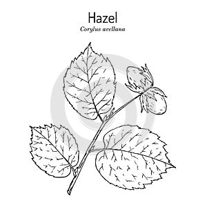 Common hazel Corylus avellana nuts with leaves photo