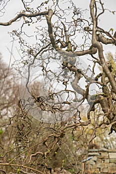 Common hazel or Corylus Avellana tree in Zurich in Switzerland photo