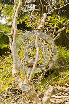 Common hazel or Corylus Avellana tree in Zurich in Switzerland photo