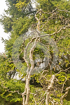 Common hazel or Corylus Avellana tree in Zurich in Switzerland photo