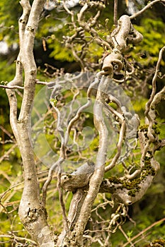 Common hazel or Corylus Avellana tree in Zurich in Switzerland photo