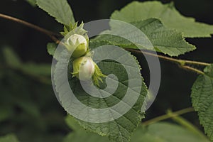 Common hazel, Corylus avellana, photo